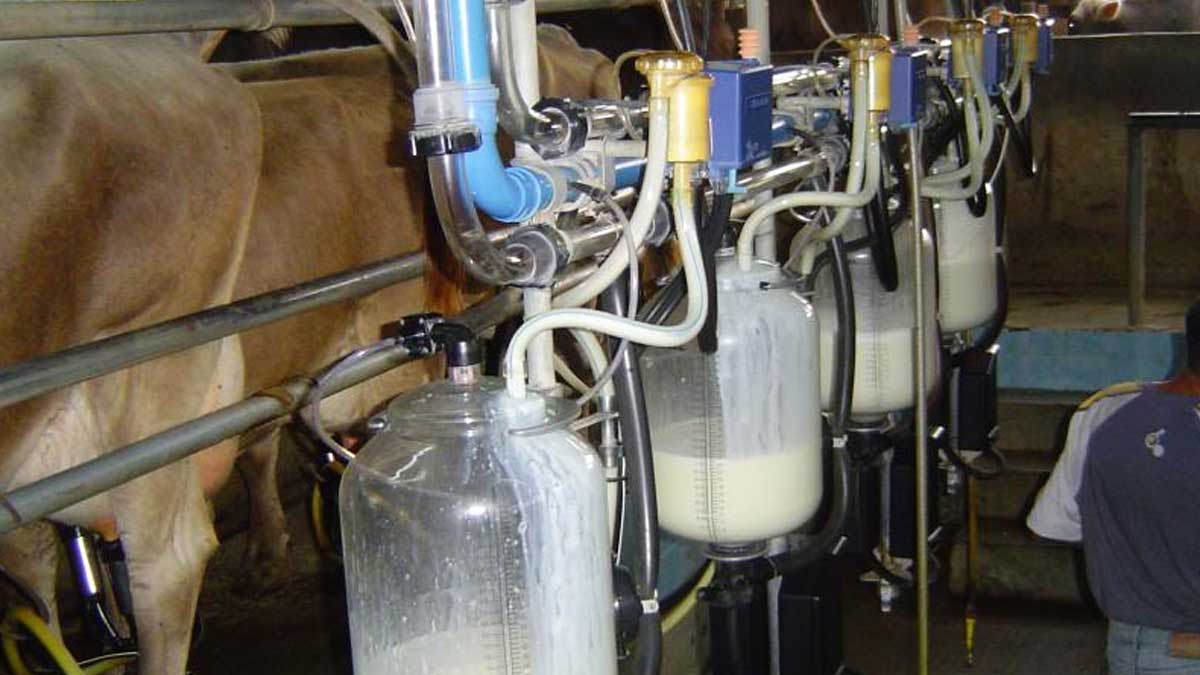 Sector lechero panameño presenta gran oportunidad de crecimiento