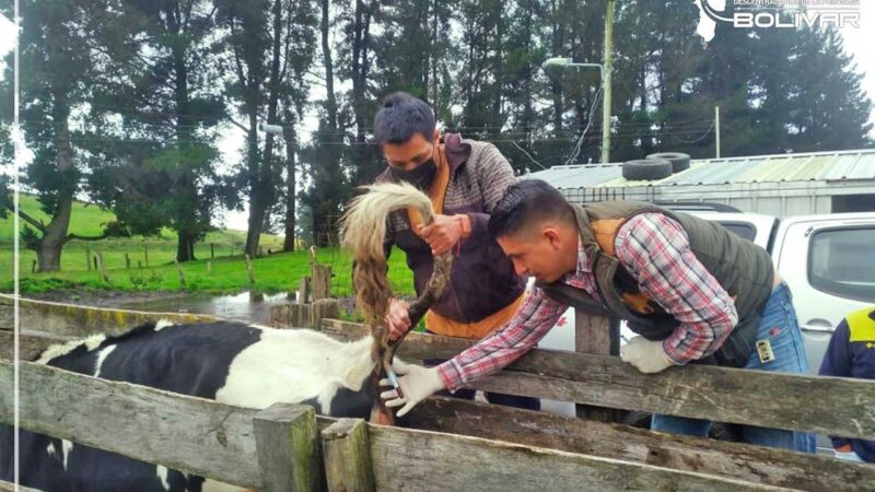 Técnicos del GAD Provincial colaboran con asistencia profesional a ganaderos