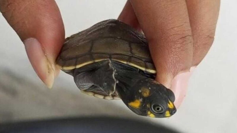 Un año de prisión para ciudadana por tenencia ilegal de vida silvestre en Guayaquil