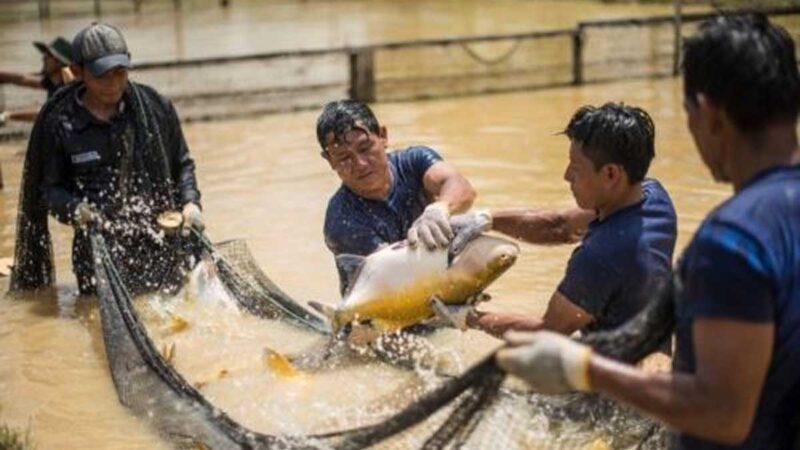 2,600 kilos de pescado se comercializaron por Semana Santa