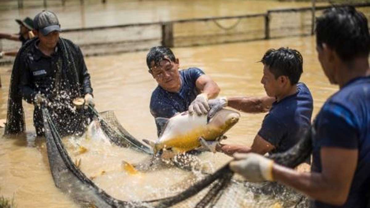 2,600 kilos de pescado se comercializaron por Semana Santa