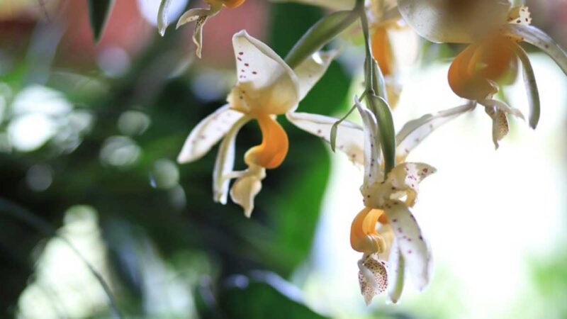 470 especies de orquídeas se protegen en Checa