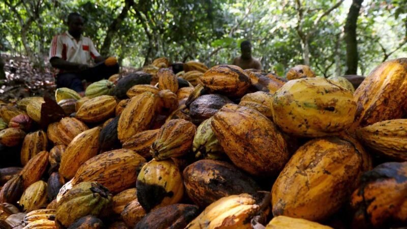 Agricultores afirman que se encuentran en un buen momento para cosechar cacao