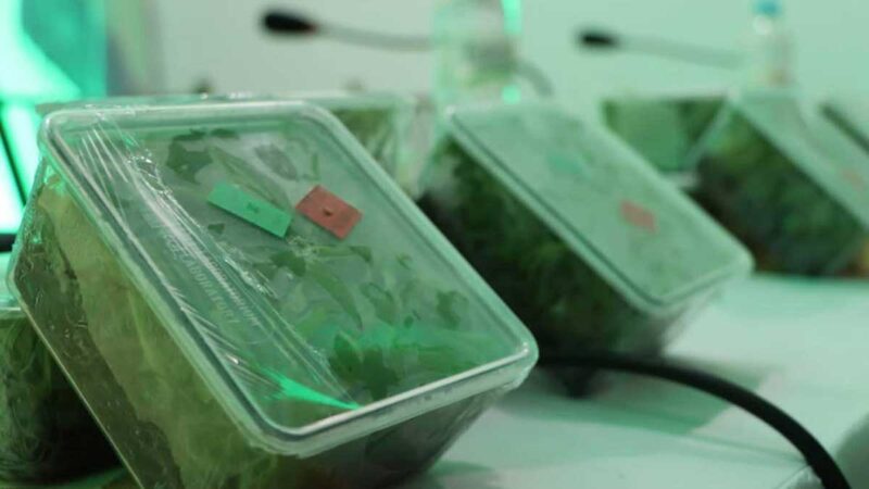 Agrocalidad importa plantas in vitro de banano de Sudáfrica tolerantes a FocR4T