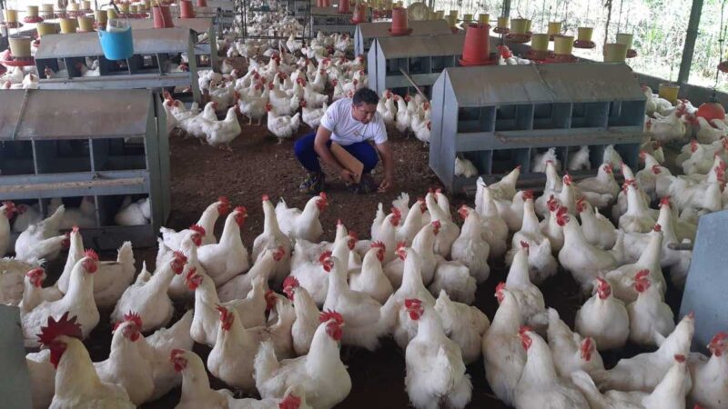 Agrocalidad informa acciones ante casos de influenza aviar