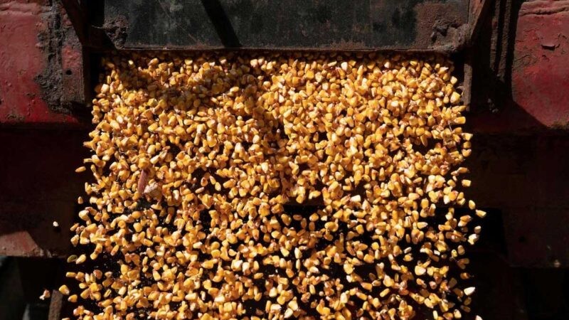 China firma mayor acuerdo para maíz estadounidense