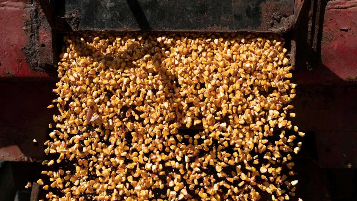 China firma mayor acuerdo para maíz estadounidense