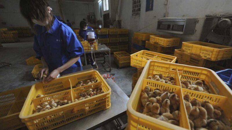 China reporta primer caso humano de gripe aviar H3N8