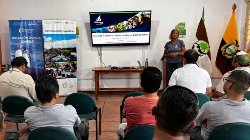 Científicos presentan acciones de recuperación de los bosques de Scalesia cordata