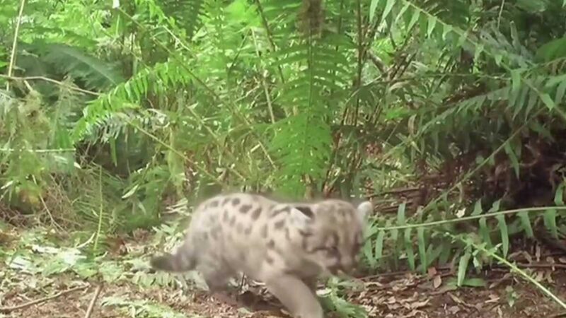 Comienza construcción del puente silvestre más grande del mundo en California