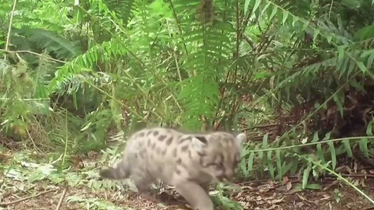 Comienza construcción del puente silvestre más grande del mundo en California