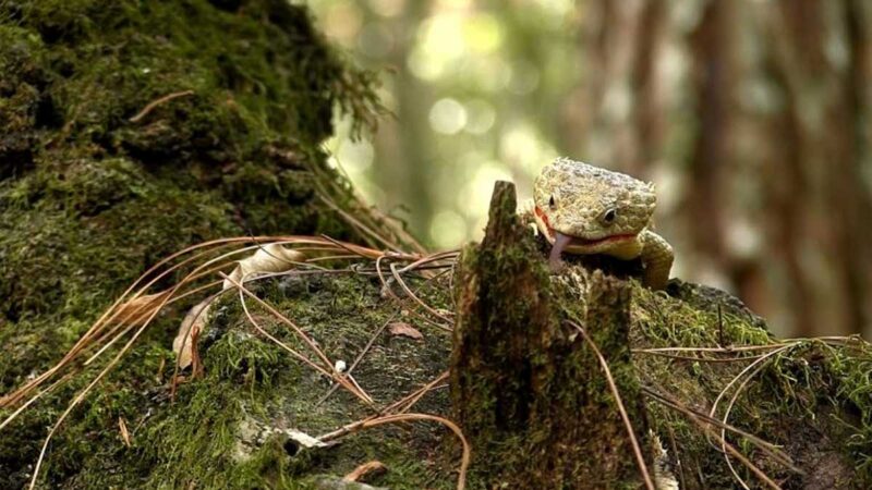El 21 % de las especies de reptiles está en peligro de extinción