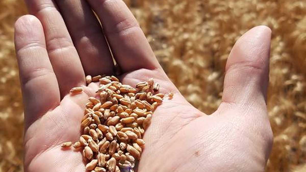 El FMI, el Banco Mundial, el PMA y la OMC instan a una acción coordinada en materia de seguridad alimentaria