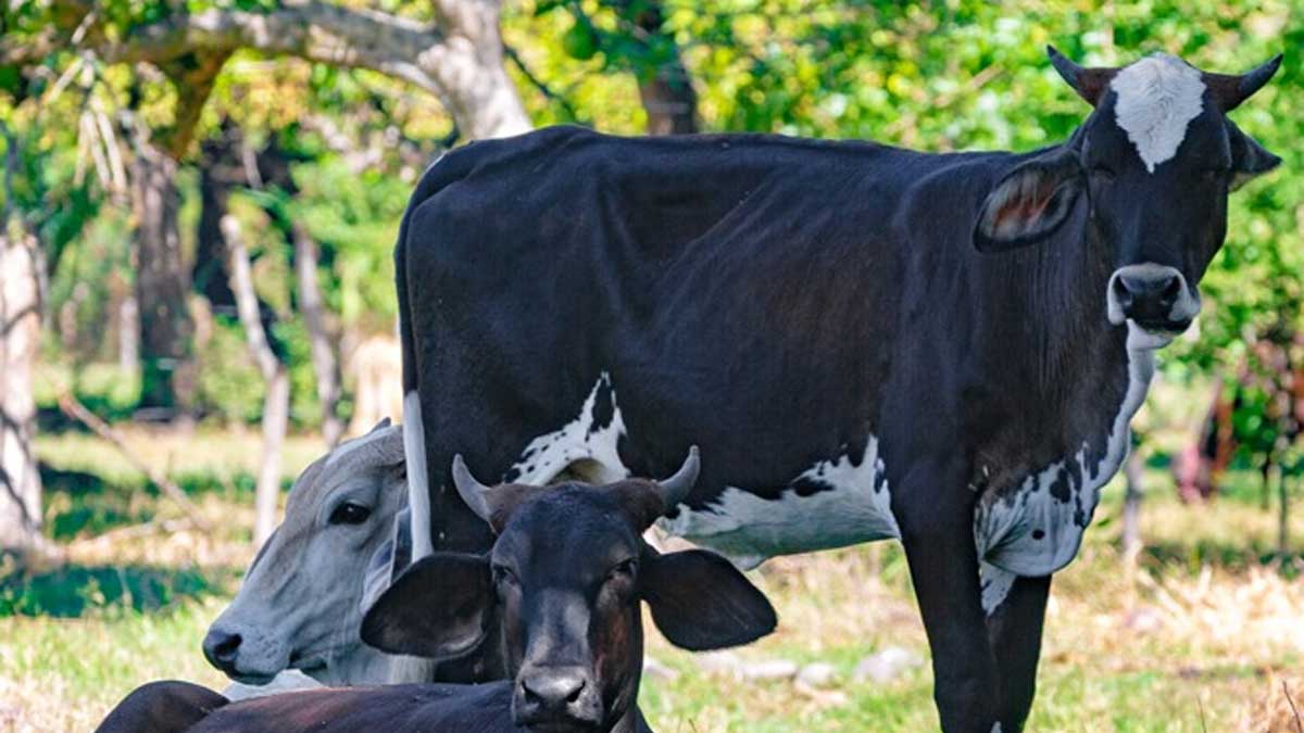 El delito de abigetao será castigado hasta con 12 años de prisión