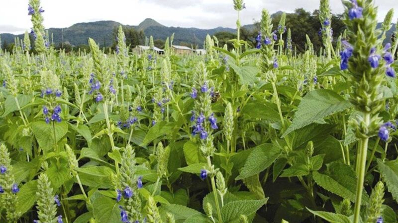 El país proyecta a convertirse en el primer productor de chía en el mundo