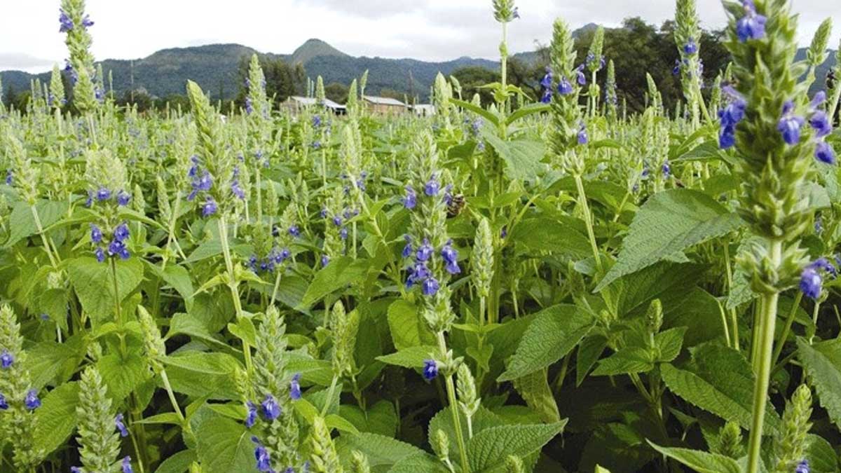 El país proyecta a convertirse en el primer productor de chía en el mundo