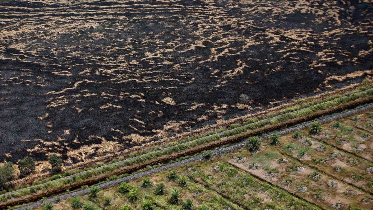 El presidente Widodo quiere una investigación exhaustiva de las acusaciones de injerto de aceite de palma