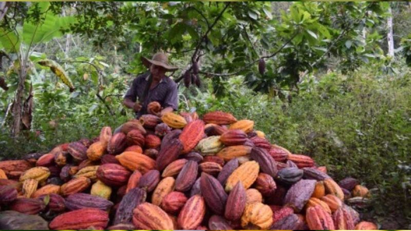 Exportaciones del agro crecieron 34,6% en el primer bimestre de 2022