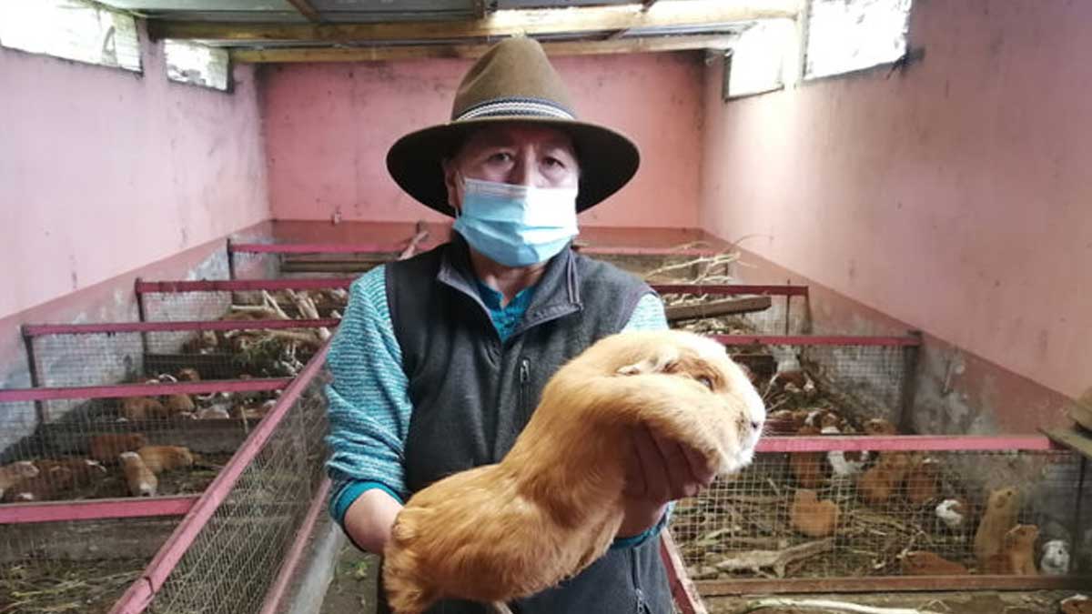 Familias rurales de Alobamba optaron por vender sus cuyes durante la pandemia