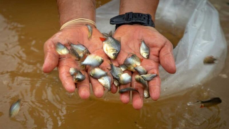 Fortalecen la acuicultura en Pangoa