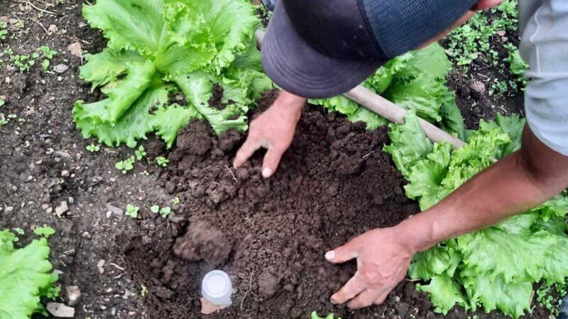 Heifer Ecuador ejecuta proyecto para reactivar la fertilidad de los suelos