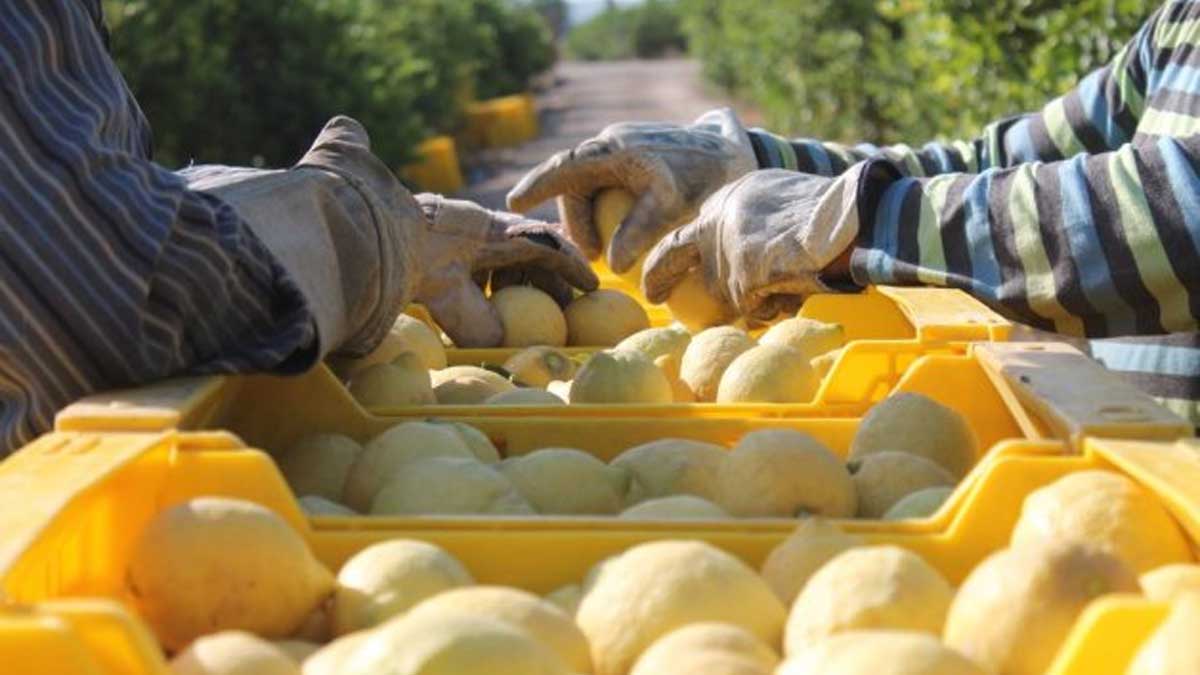 El país cuenta con certificado electrónico en su exportación vegetal a la Unión Europea
