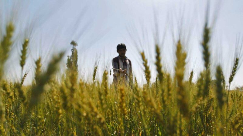 India aprueba un subsidio de $ 8 mil millones para fertilizantes a base de fosfato