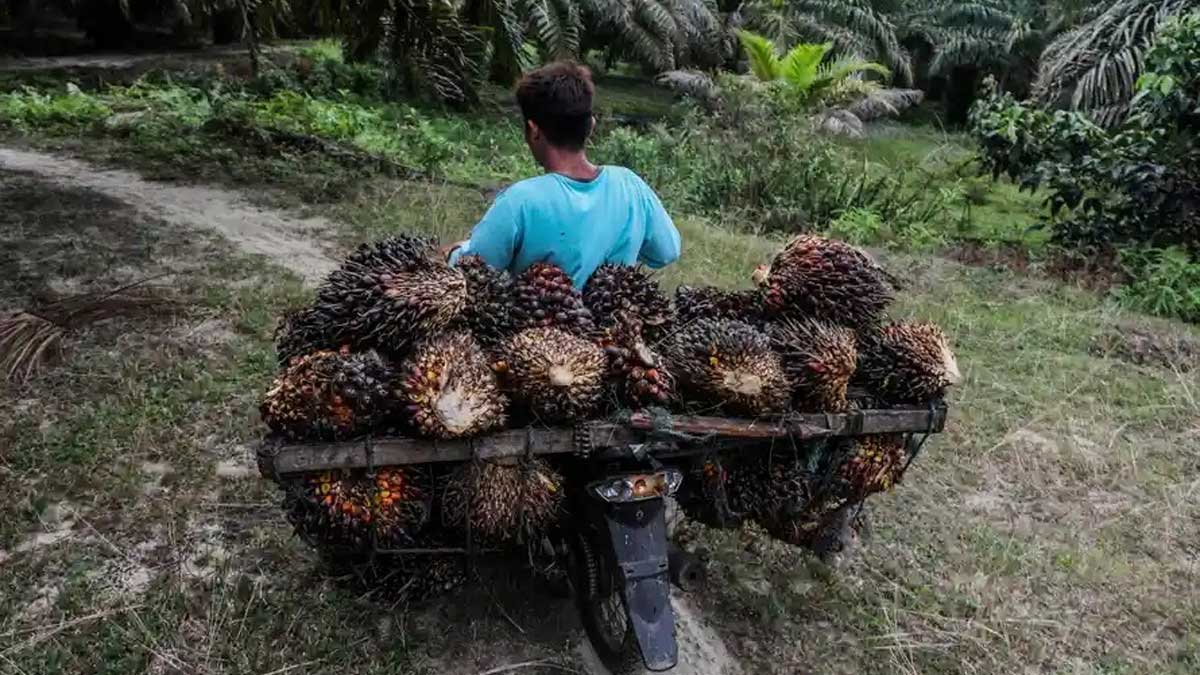 Indonesia prohibirá las exportaciones de aceite de palma para frenar los precios internos
