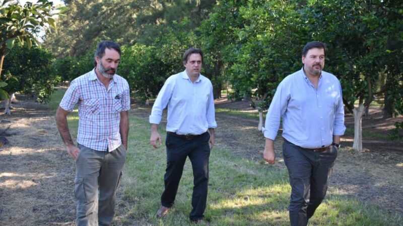 Inicia la zafra de mandarina