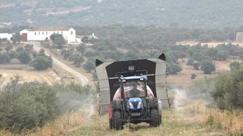 Isla El Hierro necesita productos fitosanitarios eficaces para la piña tropical