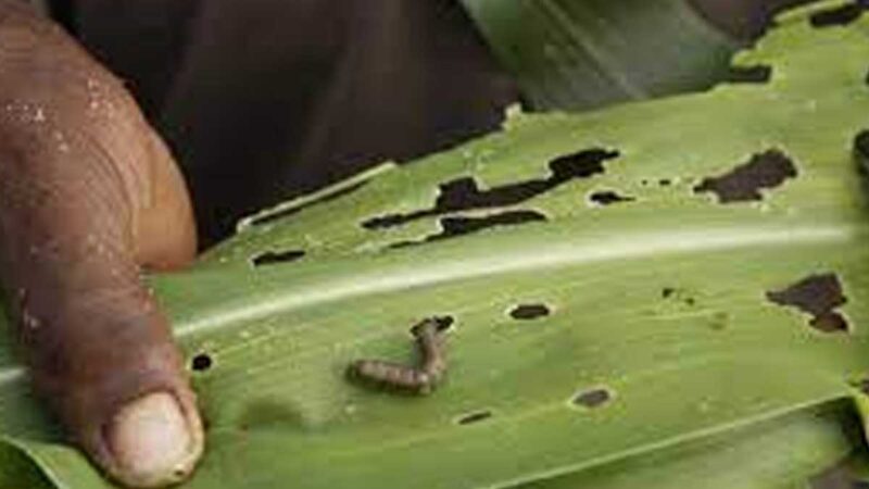 La Acción mundial de la FAO lucha contra el gusano cogollero del maíz