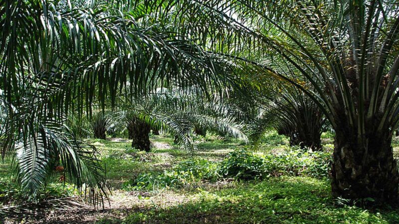 La prohibición de exportación de aceite de palma deja a compradores globales sin un plan B