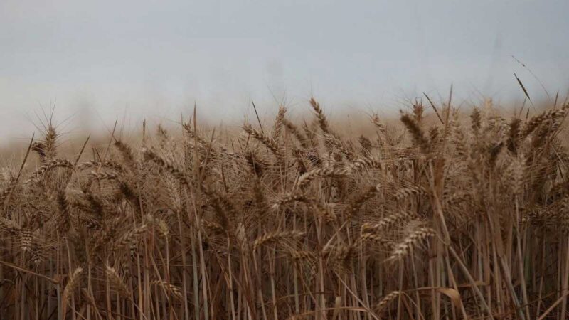 Las importaciones de trigo de Gran Bretaña aumentan en febrero