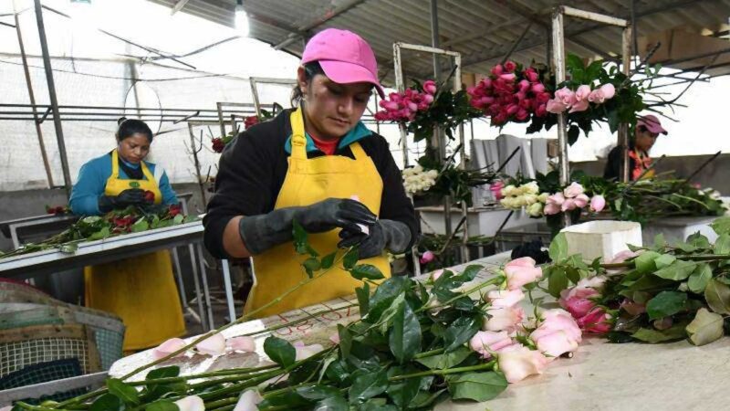 Las ventas de camarón, flores y crustáceos a Rusia van en descenso