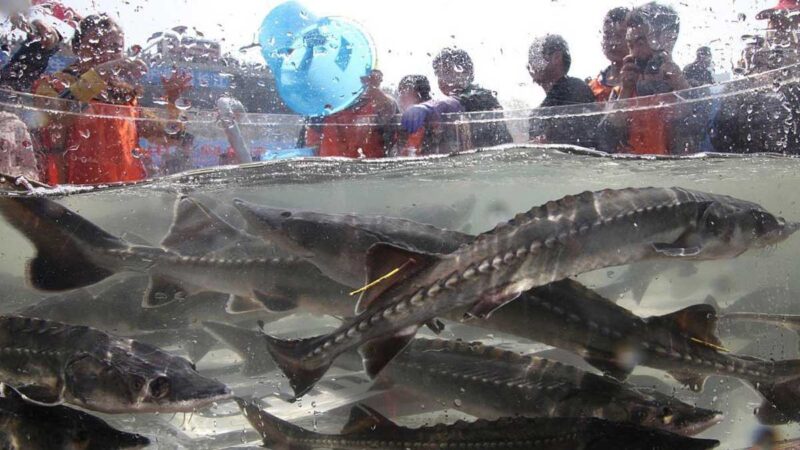 Liberan 230.000 esturiones chinos en río Yangtsé