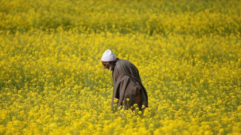 Los agricultores retienen una cosecha récord de colza, lo que limita el suministro de aceite