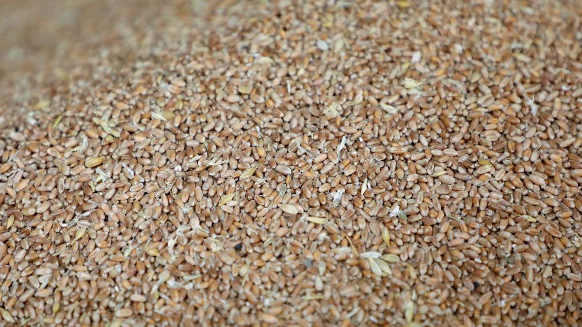 Los países de la Unión Europea comunicarán sus reservas de cereal, arroz y oleaginosas