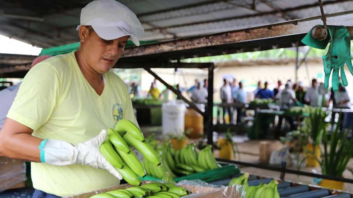 MAG realiza estrictos controles y sancionará a quienes no paguen el precio mínimo de sustentación de la caja de banano y plátano