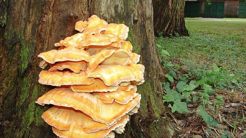 MGAP alerta ante casos de intoxicación en ganado