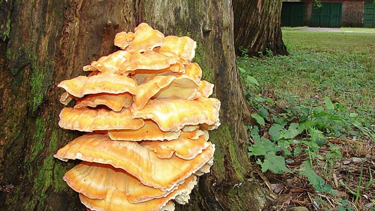 MGAP alerta ante casos de intoxicación en ganado