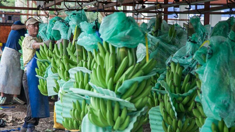 Más de $20 millones registra en pérdidas el sector bananero por conflicto en Ucrania