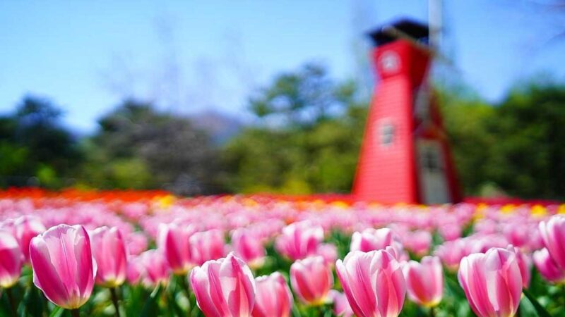Más de 30.000 especies de flores alberga el primer Jardín botánico nacional