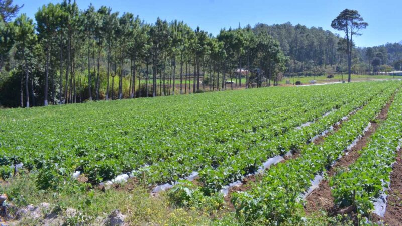 Ministerio de Agricultura previene a productores agropecuarios por la llegada de calor