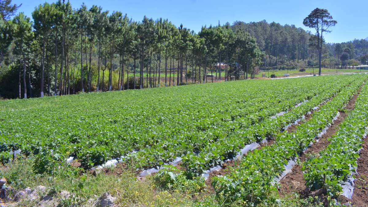 Ministerio de Agricultura previene a productores agropecuarios por la llegada de calor