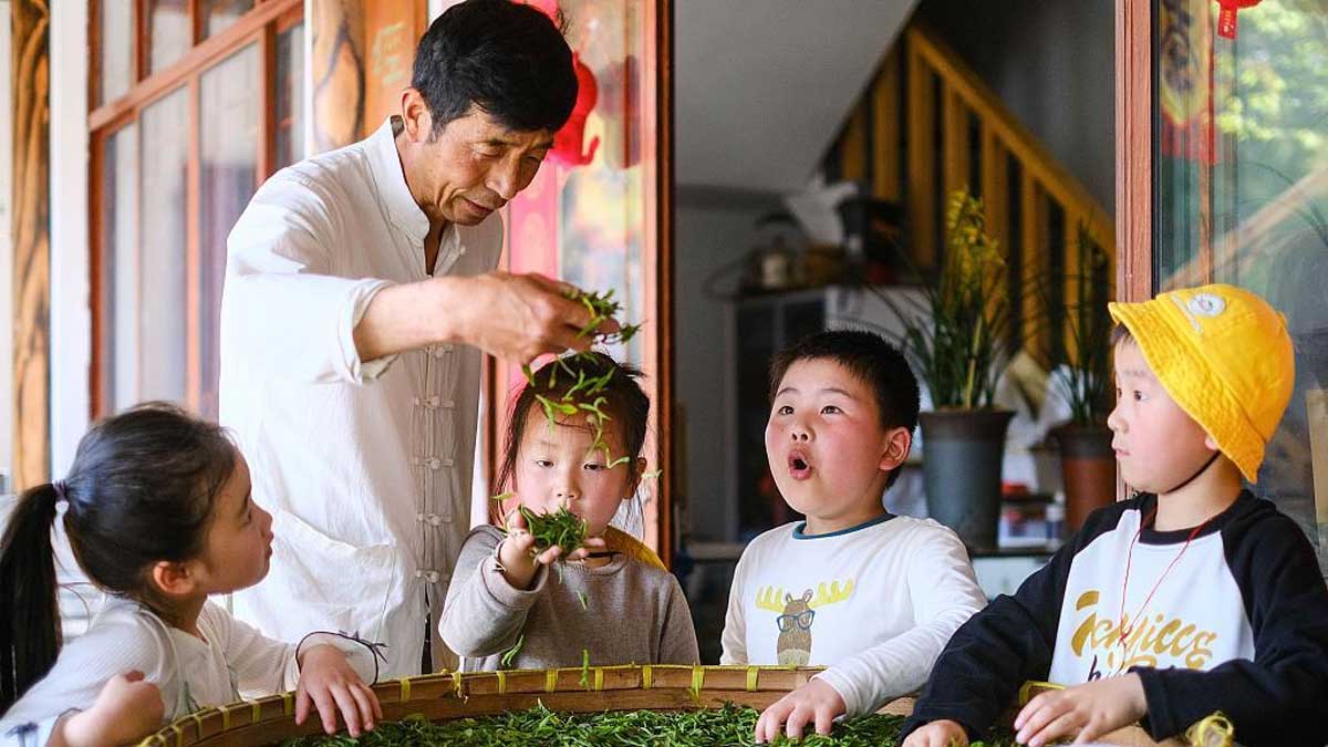 Niños de preescolar en Zhejiang procesan té a mano mientras aprenden la cultura tradicional
