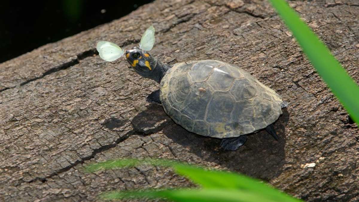 Parque Nacional Yasuní: un referente para la conservación de las tortugas charapa