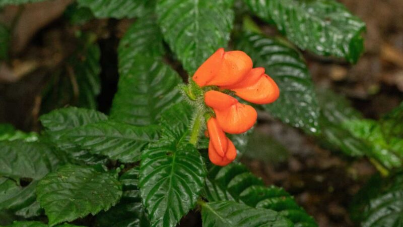 Planta dada por extinta reaparece en la Cordillera de Ecuador