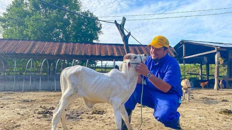 Prefectura ejecuta programa de mejoramiento genético para bovinos