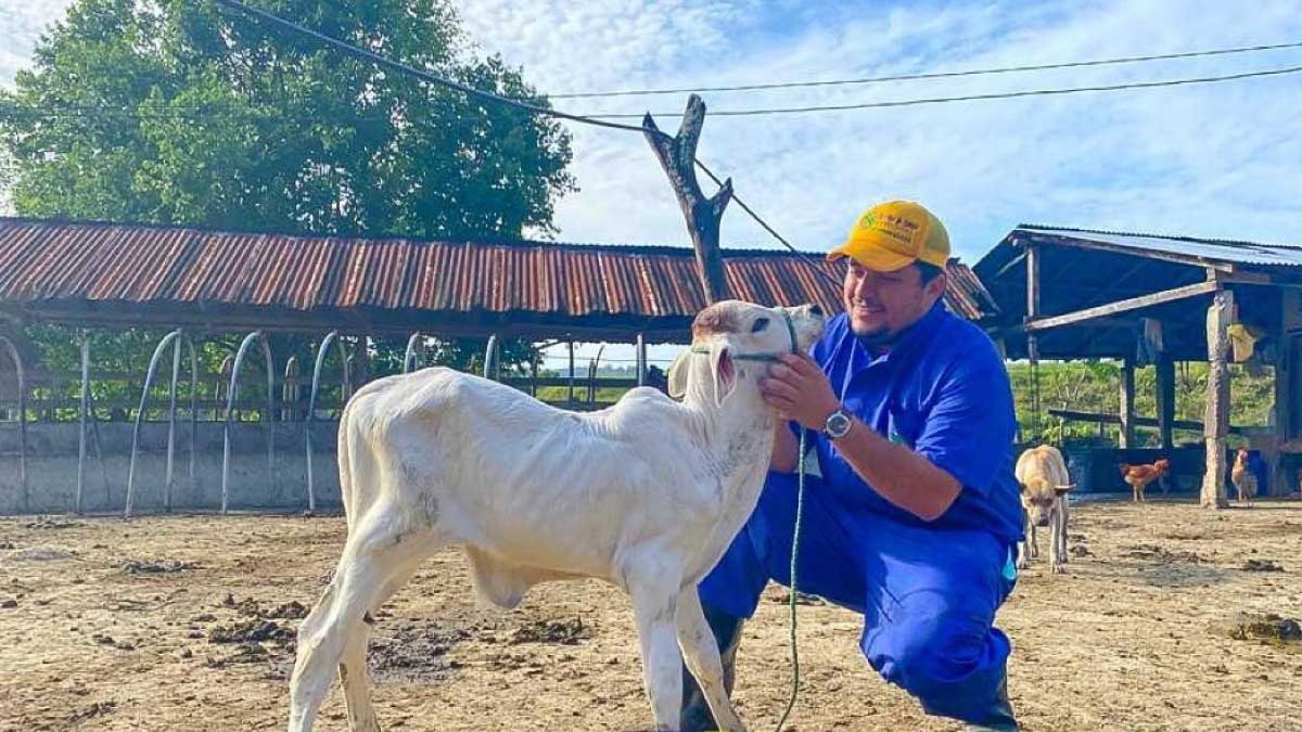Prefectura ejecuta programa de mejoramiento genético para bovinos