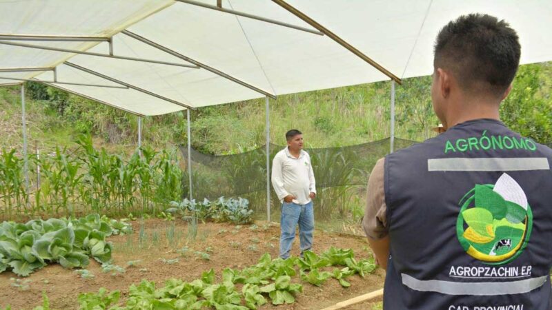 Prefectura impulsa la producción orgánica en Bellavista